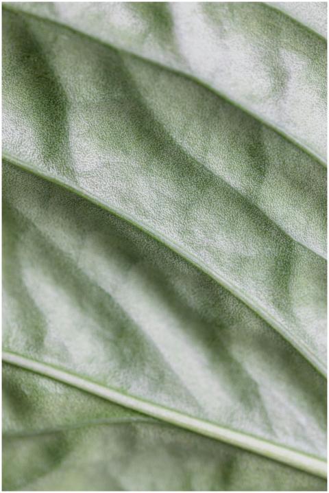 Macro shot of a green leaf showcasing intricate te