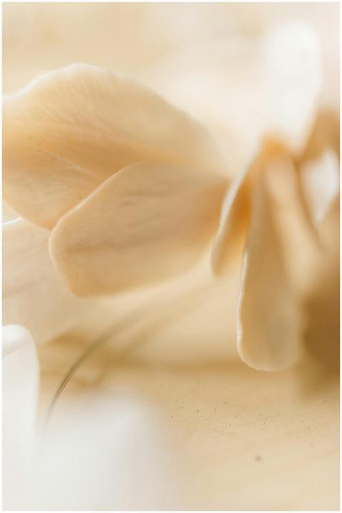 Soft focus image of cream-colored flower petals, c