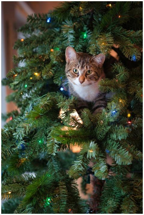 Cute tabby cat sitting inside a Christmas tree wit