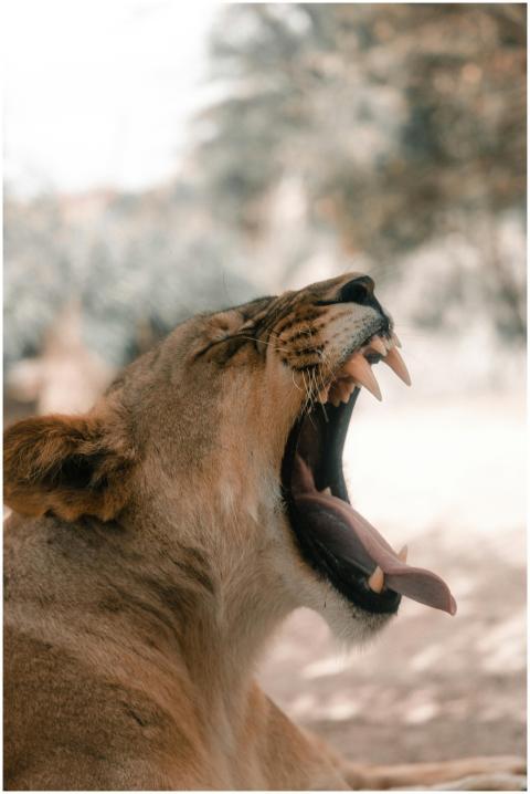 Close-up of a yawning lioness showcasing its sharp