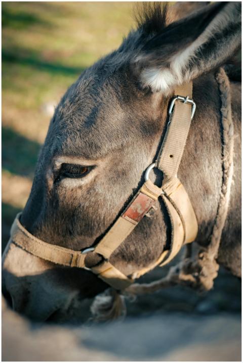 A detailed close-up shot of a donkey in a rural en