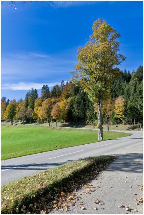 Picturesque autumn landscape with vibrant foliage