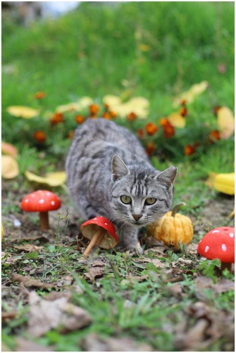 Free stock photo of cat