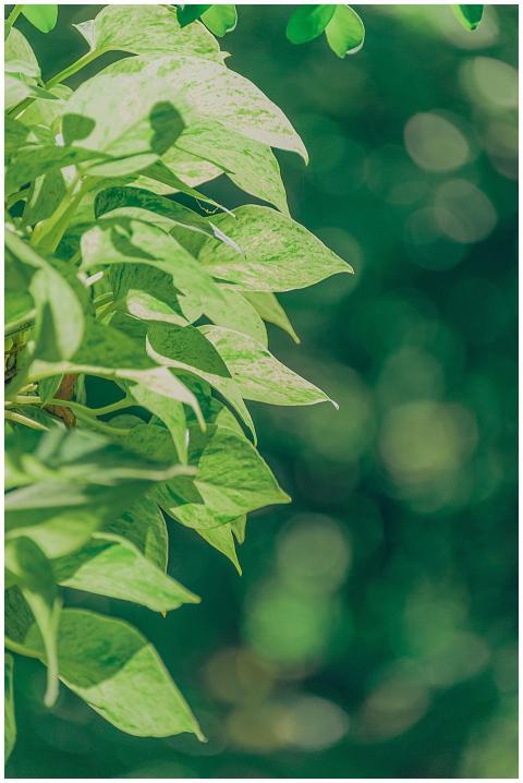 Close-up of lush green leaves with sunlit bokeh cr