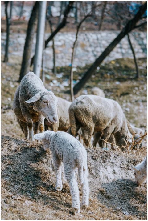 A group of sheep grazing on a hillside in an outdo