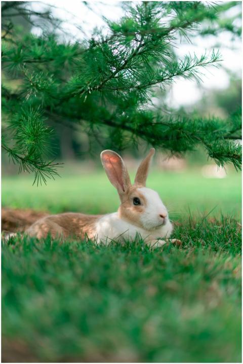 A serene rabbit rests under a lush green pine tree