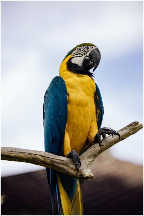 Close-up of a colorful blue and yellow macaw perch