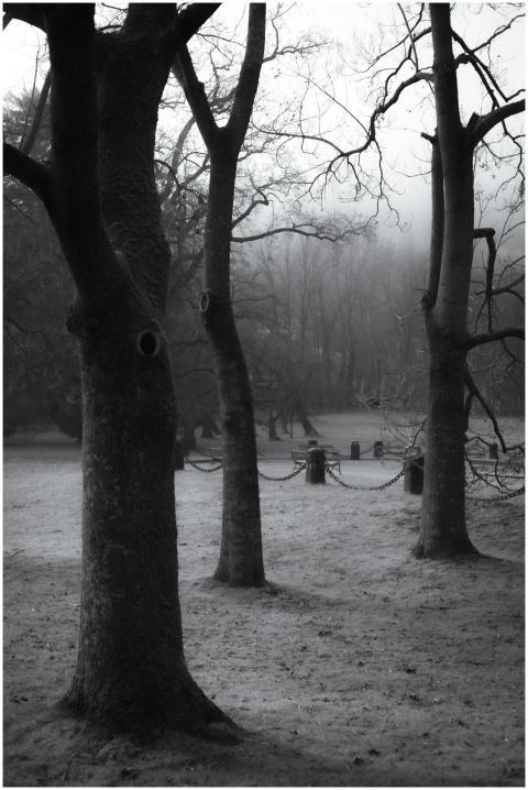 A mystical misty morning scene in an Austrian fore
