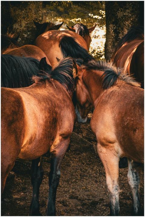 A group of wild horses gather closely in the Lescu