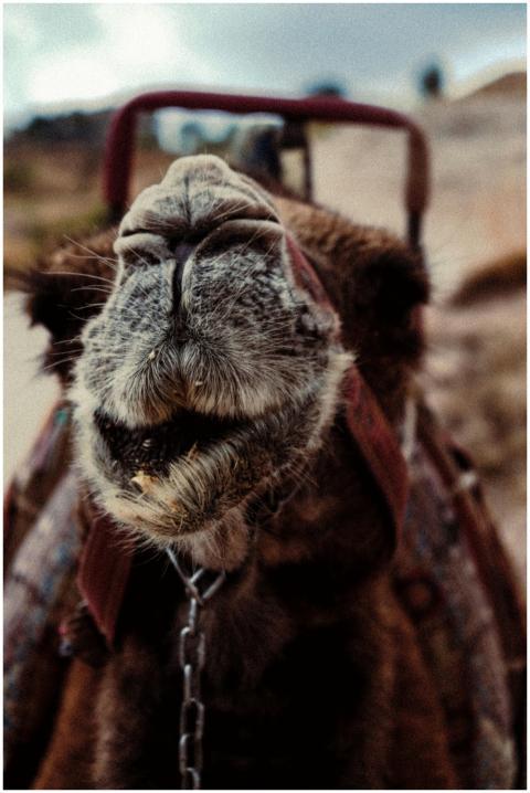 A close-up of a camel's face and bridle in an outd