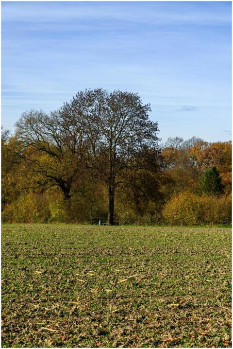 Scenic view of a tranquil field with autumn foliag