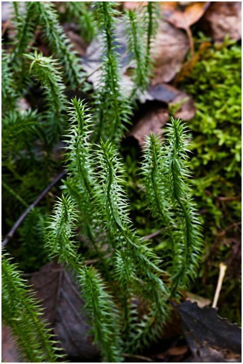 Detailed view of club moss on forest floor, highli