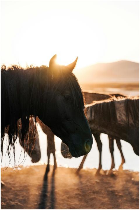 A serene silhouette of wild horses by the water du