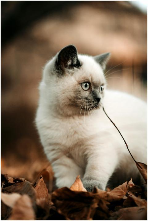 Adorable white kitten exploring fallen autumn leav