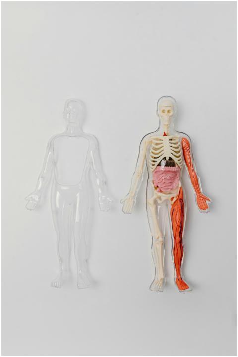 A human anatomy model with visible skeleton and or
