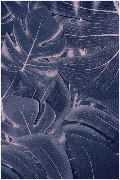 Abstract depiction of Monstera leaves with a delic