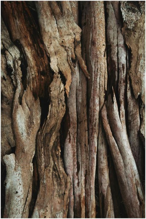 Free stock photo of abstract, aged, barkless