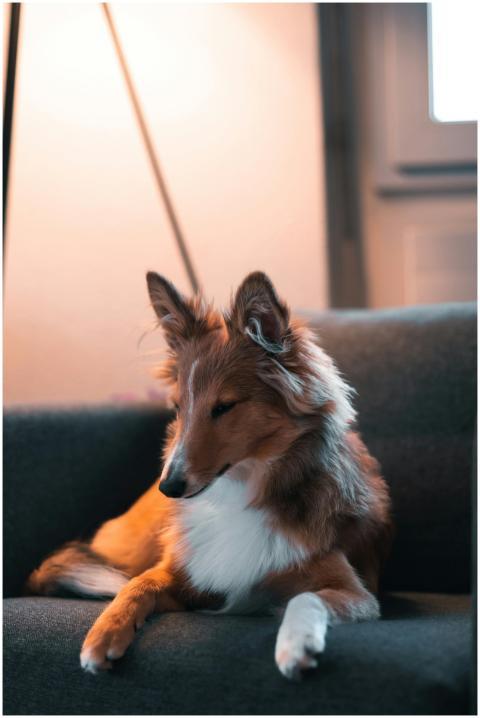 A Sheltie dog relaxes on a sofa under warm lightin
