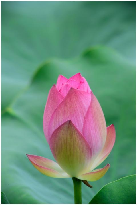 Close-up of a pink lotus bud against vibrant green