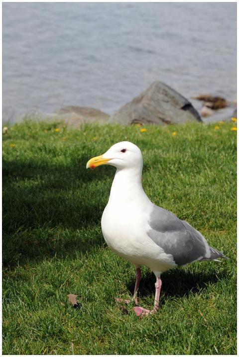 A seagull stands on grassy field near rocky shorel