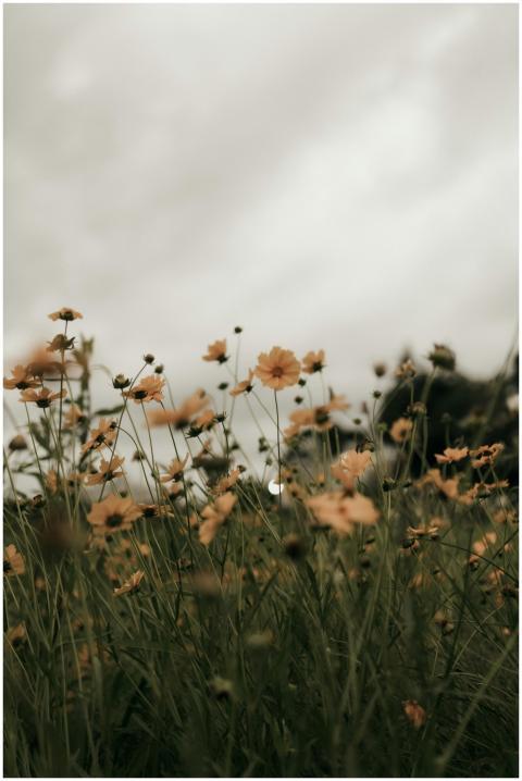 Yellow wildflowers bloom under a cloudy sky, creat