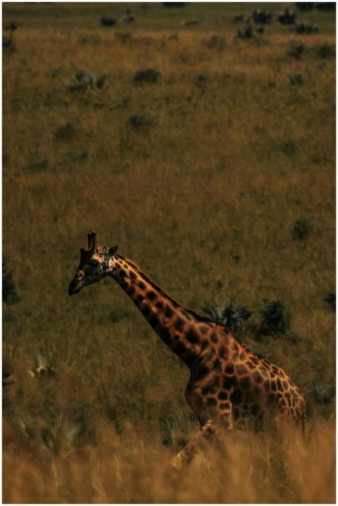 Stunning capture of a giraffe gracefully traversin