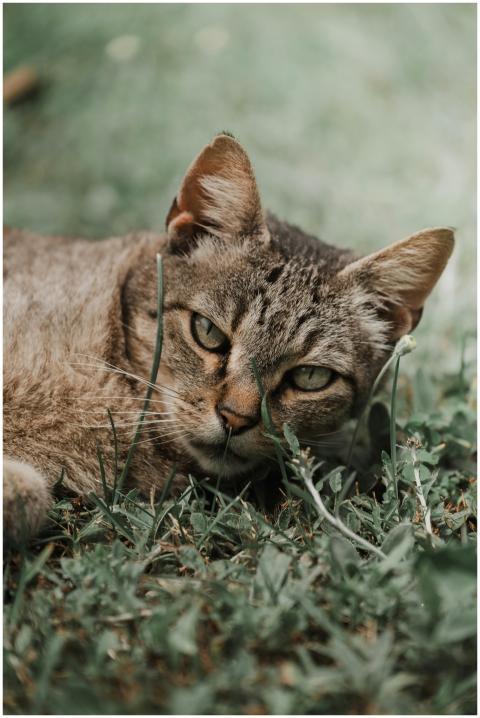 Intimate close-up of a resting tabby cat on green