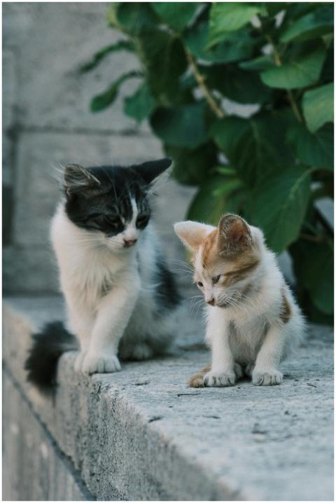 Adorable kittens exploring a stone wall outdoors,
