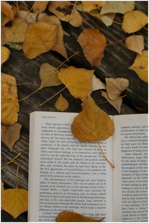 Free stock photo of autumn, book