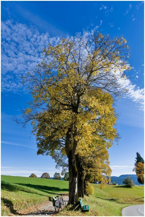 Serene autumn scene featuring a solitary tree and