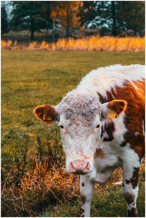 A Hereford cow in a lush field on Grinda, Stockhol