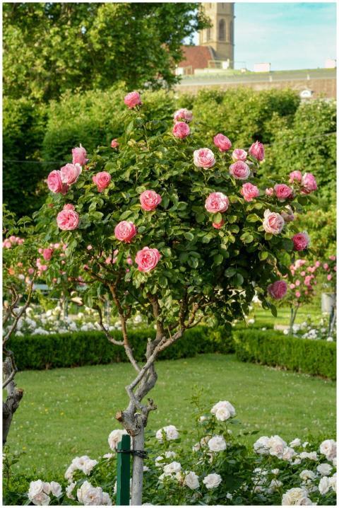 Beautiful pink roses blooming in a summer garden i