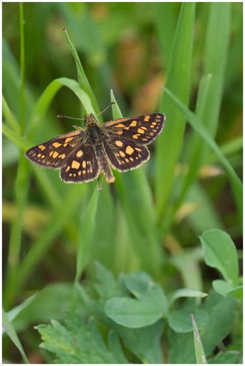 Macro shot of a vibrant butterfly resting on green