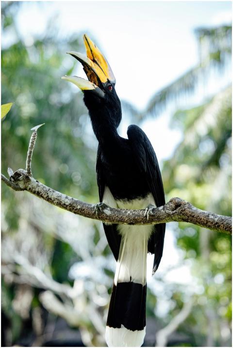 Striking Rhinoceros Hornbill perched on a branch w
