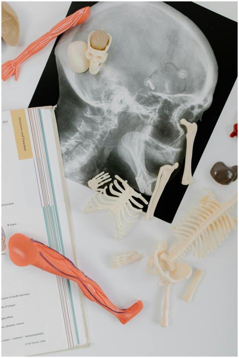 Anatomy study materials including skeletal models