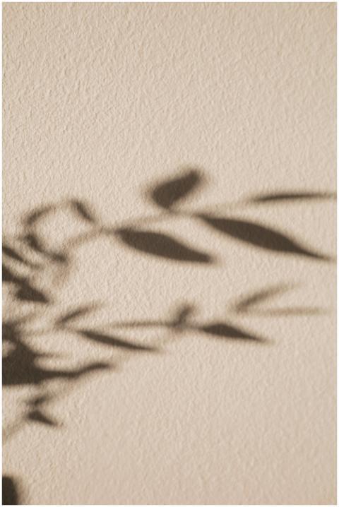 Abstract shadow of a plant on a concrete wall, cre