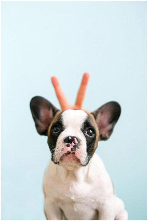 Adorable French Bulldog puppy with playful bunny e