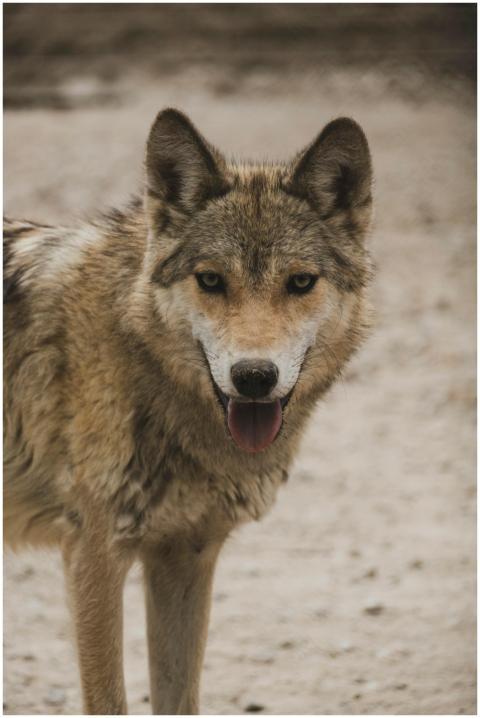 Detailed image of a gray wolf in a natural setting