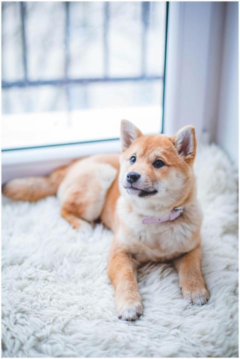 Cute Shiba Inu puppy resting on a soft white rug i