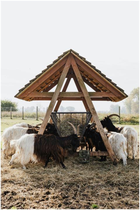 Rustic wooden shelter with goats grazing in a rura