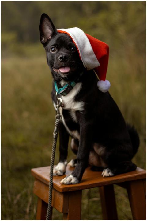 A cute black dog sits on a stool outdoors wearing