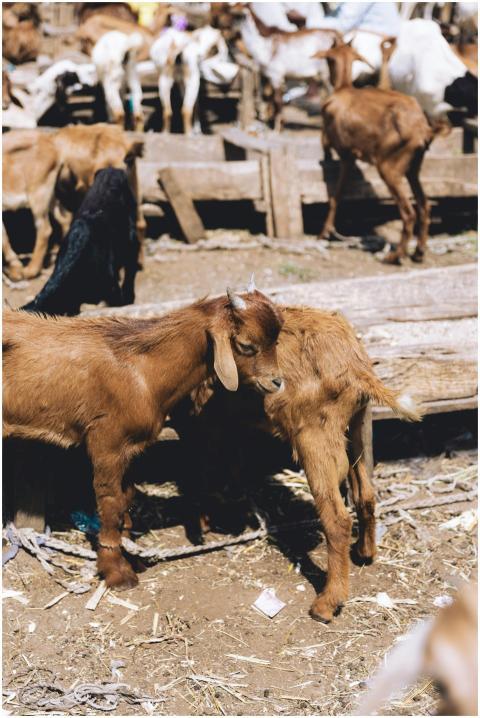 Young Goats Grazing Sunny