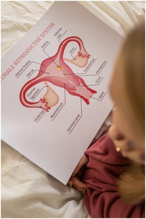 A detailed educational chart depicting the anatomy