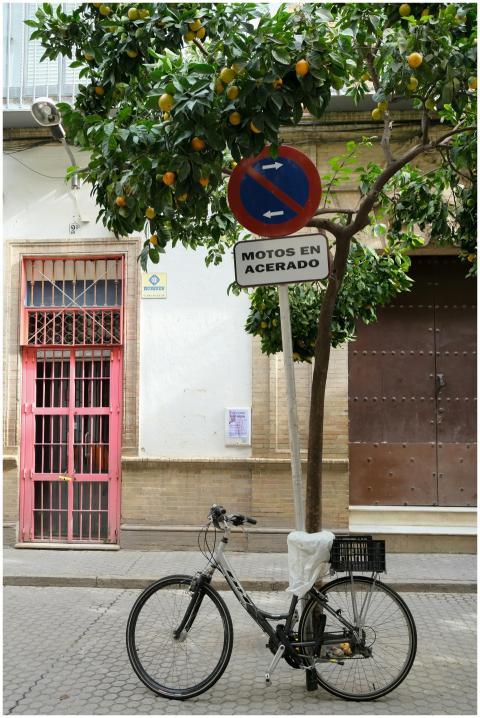 Bicycle Under Orange Tree