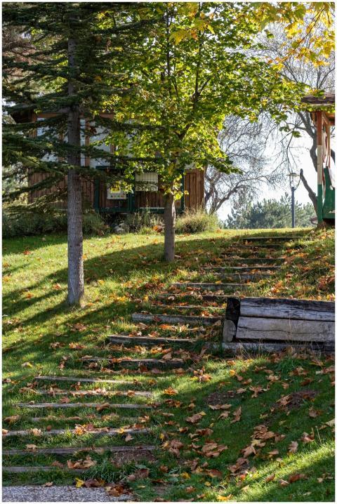 Charming outdoor wooden steps leading to a rustic