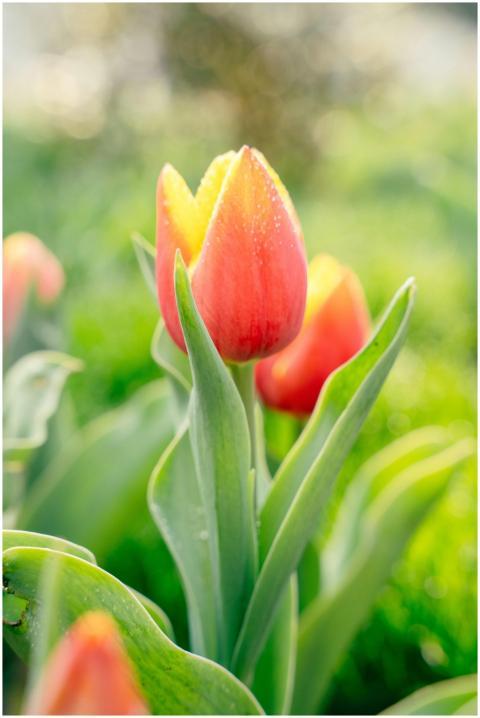 Bright red tulip with morning dew in a lush spring