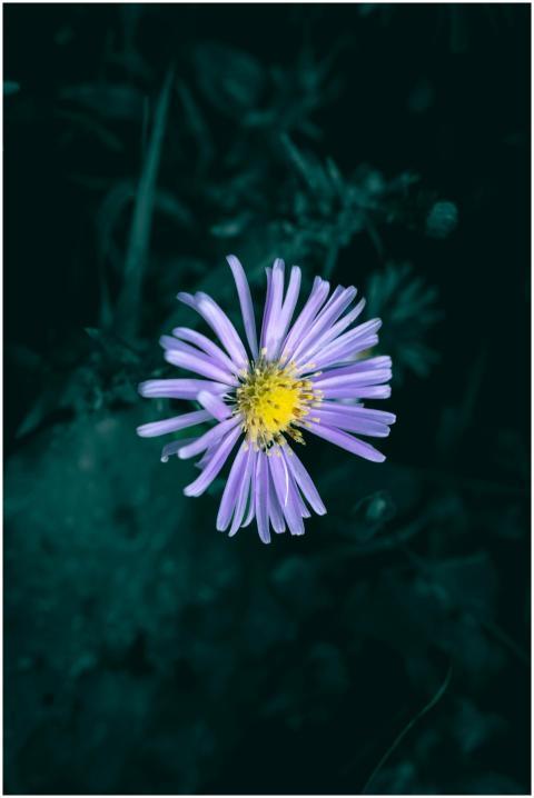 Vibrant Purple Aster Flower