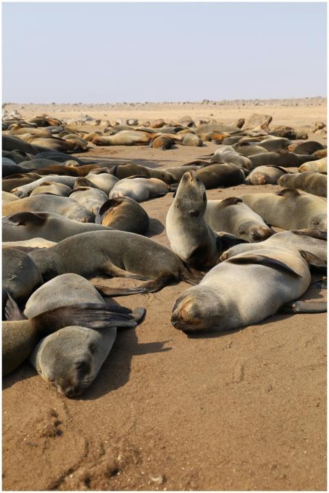Seals Resting Sandy Beach