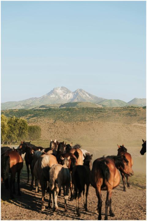 A herd of wild horses in a dusty field with snow-c