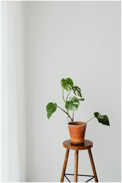 A minimalist interior featuring a Monstera plant o